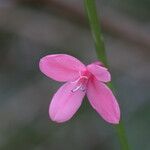 Watsonia borbonica പുഷ്പം