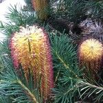 Banksia spinulosa Blomst