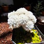 Mammillaria plumosa Ліст