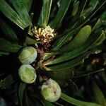 Garnieria spathulifolia Fruit