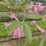 Tabebuia heterophylla Leaf