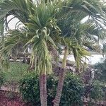 Adonidia merrillii पत्ता