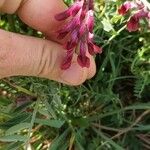 Vicia benghalensis Fleur