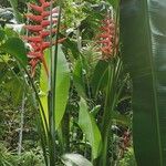 Heliconia bihai Blomma