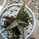 Aloe rauhii পাতা