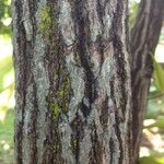 Diospyros discolor Bark