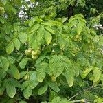 Staphylea pinnata Frucht
