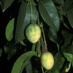 Passiflora laurifolia Плод