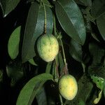 Passiflora laurifolia Fruit