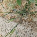 Echinochloa colona Hábito