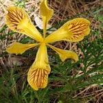 Iris hartwegii Flor