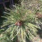 Pinus nigraList