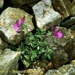 Viola diversifolia आदत