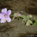 Mirabilis laevis Агульны выгляд