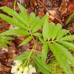 Cardamine kitaibelii Leaf