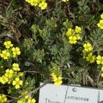 Alyssum montanum Folio