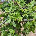 Haplocoelum foliolosum 葉