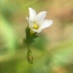 Linum catharticum Blüte