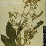 Echinacanthus attenuatus Otro