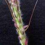 Dichanthium aristatum Cvet
