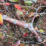 Vaccinium arboreum Bark