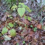 Urtica dioica Hábitos