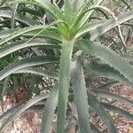 Aloe pluridens 葉