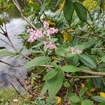 Persicaria campanulata Flower