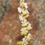 Sesamoides prostrata Flower