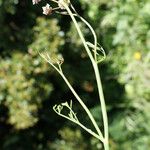 Oenanthe globulosa Habit