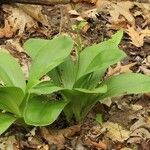 Clintonia umbellulata 形態