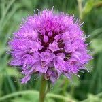 Traunsteinera globosa Flower