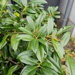 Prunus laurocerasusLeaf