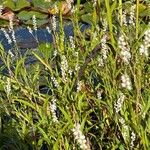 Persicaria glabra Çiçek