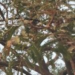Parkia biglobosa Лист