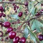 Crataegus rhipidophyllaFruit