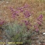 Limonium insigne Habit