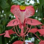 Amherstia nobilis Цветок