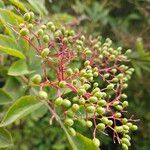 Sambucus canadensis Ffrwyth