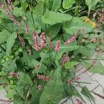 Persicaria orientalis Ліст