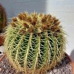 Echinocactus grusonii Frunză