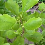 Celastrus orbiculatus Fruit