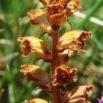 Orobanche gracilis Flor