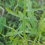 Erucaria hispanica Hoja
