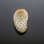 Annona foetida Otro