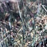 Carex magellanica Habitat