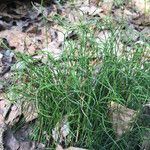 Equisetum scirpoides 形態