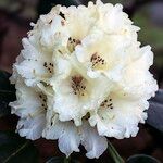 Rhododendron hippophaeoides Flor