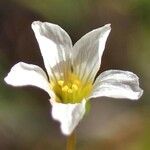 Linum catharticum 花