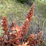 Orobanche gracilis花